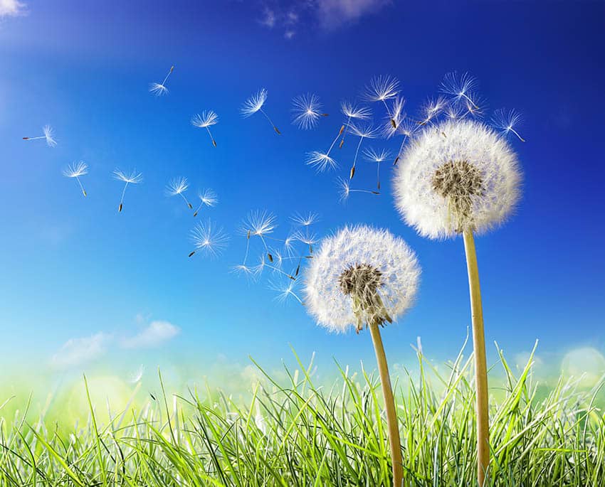 CO₂ bliver optaget af planter i en proces, der kaldes for fotosyntese, hvor kuldioxid og vand omdannes til kulhydrater og ilt - som levende organismer igen kan indånde og optage