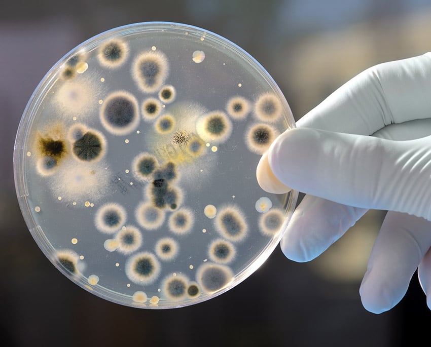 Tag en ny indikatortest, for at sikre at skimmelsvampen virkelig er fjernet