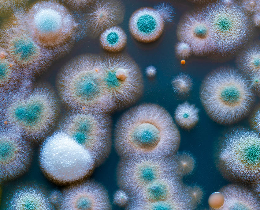 Udseendet af skimmelsvamp varierer fra art til art. Oftest viser skimmel sig som grønne, sorte, brune eller hvide pletter/skjolder