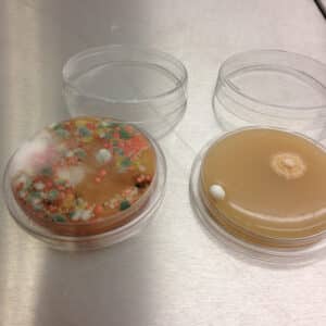 Ud fra en støvprøve, du tager, kan vi bestemme, om du er angrebet af skjult skimmelsvamp. Alt efter hvilke skimmelsvamp-typer der er (mikroskopi), kan vi beskrive hvor farlig luften er