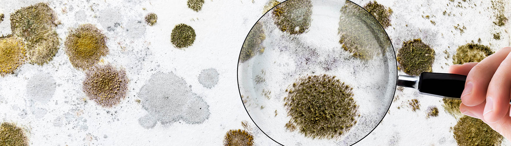 Skimmelsvamp er ikke et rart bekendtskab. For ikke kun er det grimt at se på og kan være ildelugtende, men er ofte også direkte sundhedsskadeligt