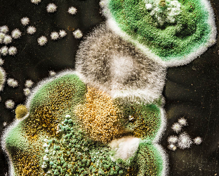 Grøn skimmelsvamp er ikke én bestemt art, men en betegnelse for flere skimmelsvampe, der fremstår i grønne nuancer