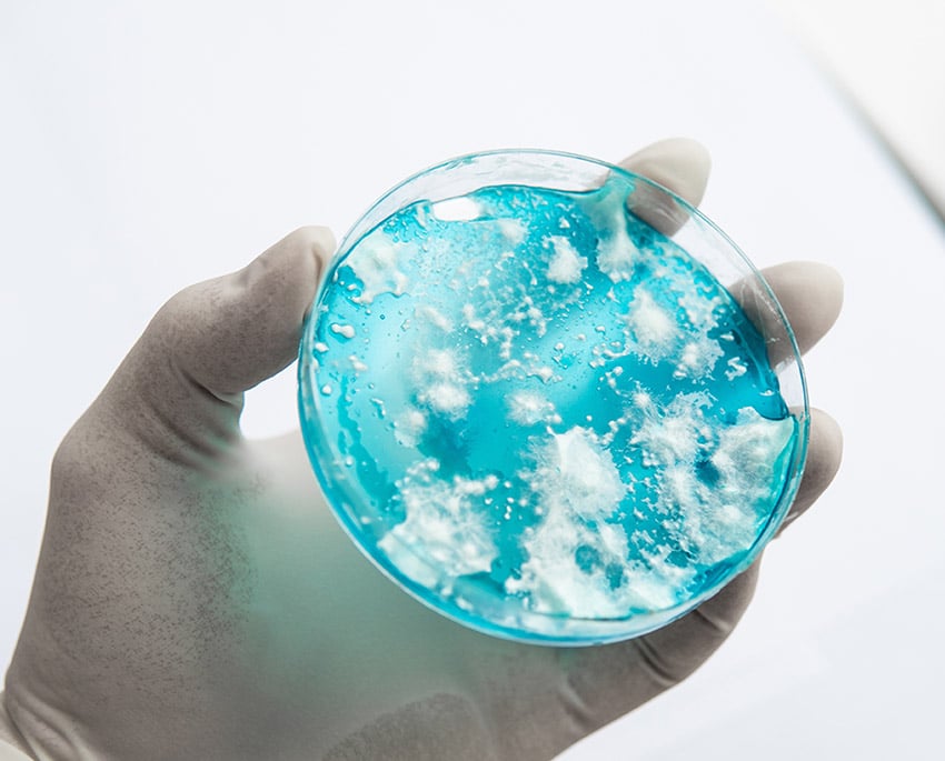 Hvid skimmelsvamp er en type skimmel, der oftest er hvid, grålig eller cremefarvet