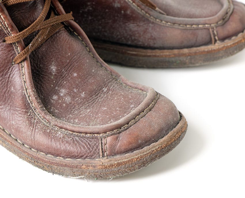 Hvid skimmelsvamp kendes på sin lyse farve og bløde eller pulveragtige struktur