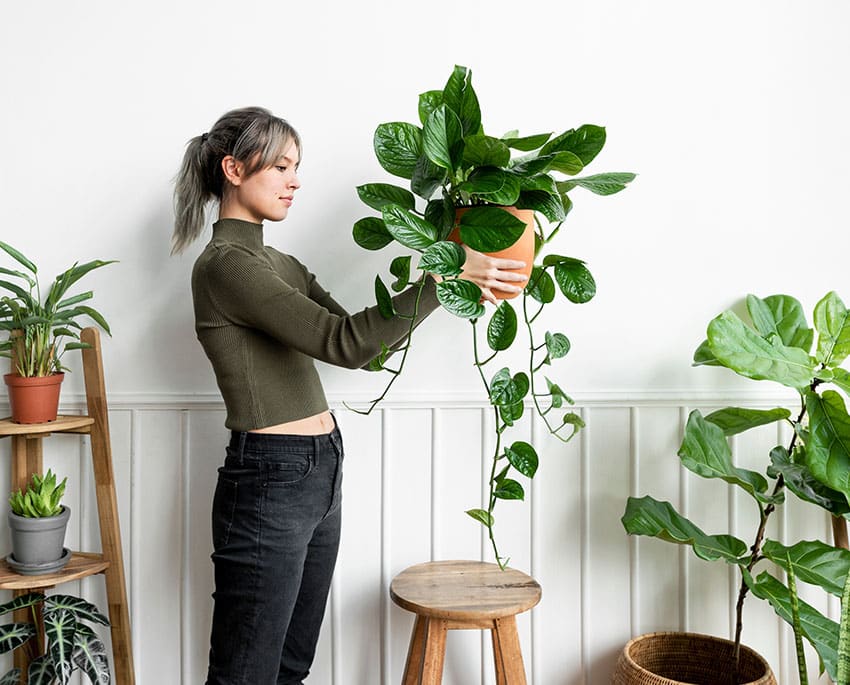 Hvis du arbejder med planter eller pottejord, er det vigtigt at rengøre dit udstyr og sikre, at vandmængden er passende, så jorden ikke bliver for fugtig
