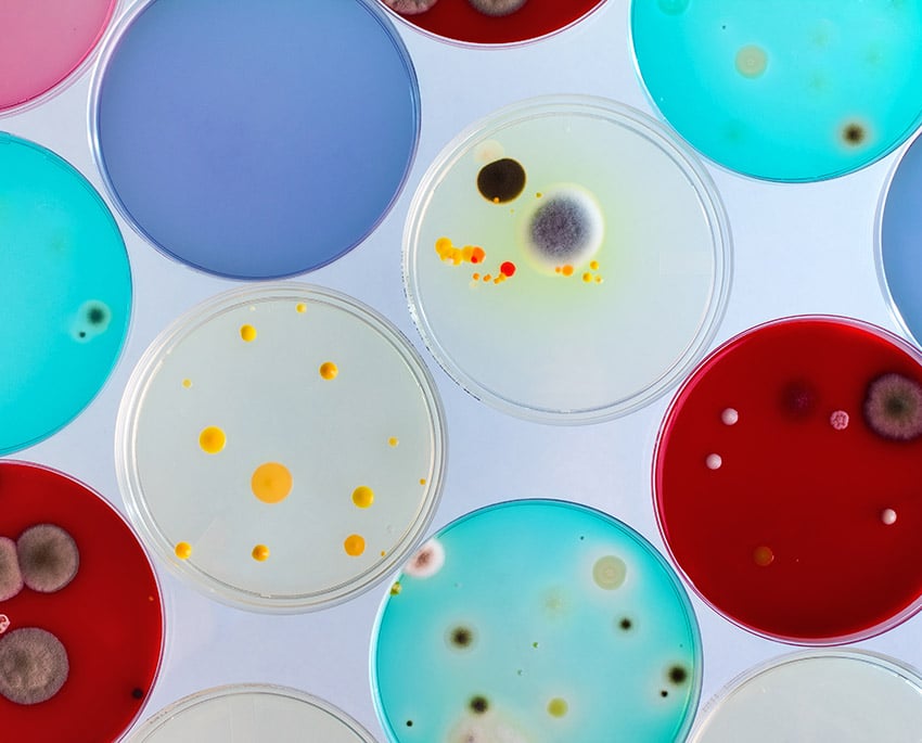 Sort skimmelsvamp kendes typisk på sin mørke eller sorte farve, men kan ligne andre typer skimmelsvamp