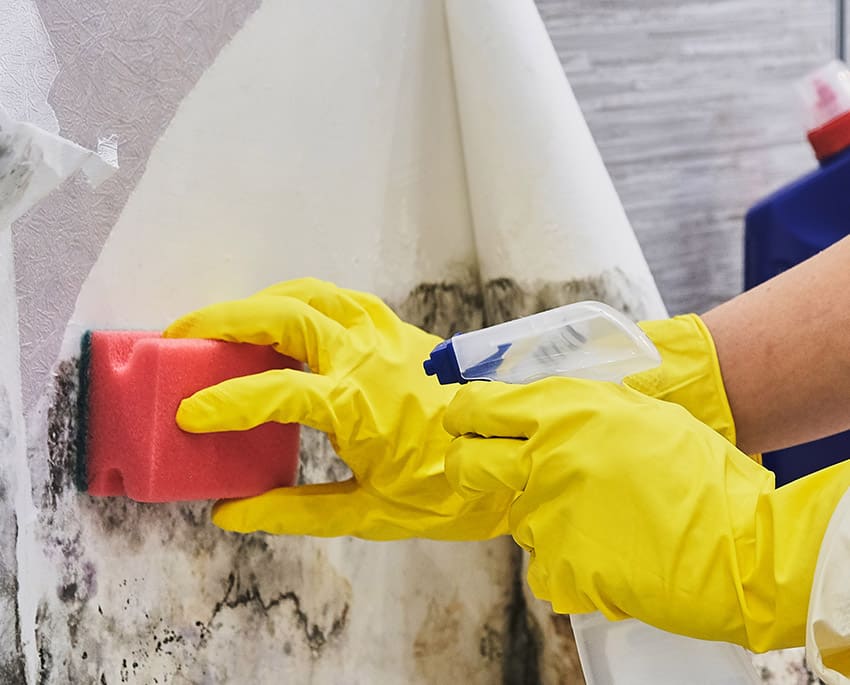 Der findes mange produkter og metoder til at fjerne sort skimmelsvamp