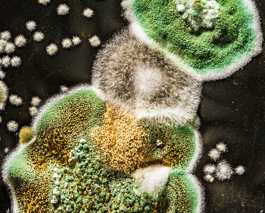 Tydelig fnugget eller "berbervæg"-struktur, særligt ved visse arter som Aspergillus og Cladosporium, kan være tegn på at skimmelsvamp har fået gode vækstbetingelser